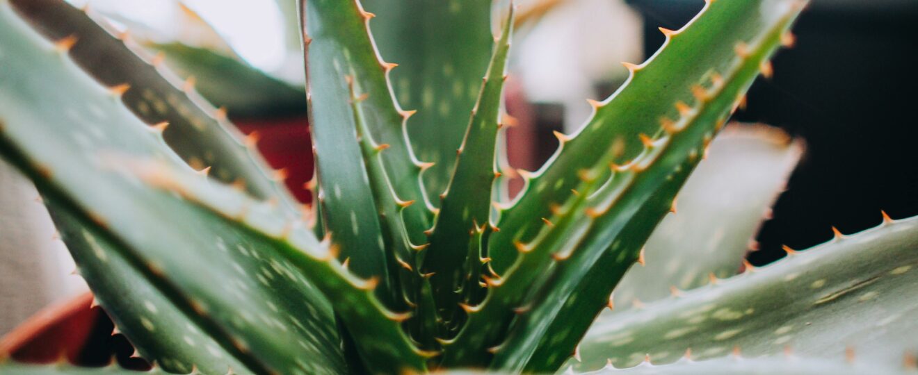 aloe vera proprietà e benefici