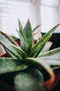 aloe vera proprietà e benefici