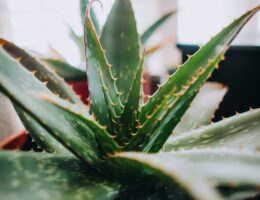 aloe vera proprietà e benefici