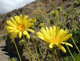 Arnica Montana contusioni